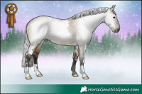 Horse Color:Gray White Spotted Silver Brown Dun 