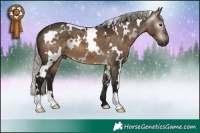Horse Color:Gray White Spotted Silver Brown Dun