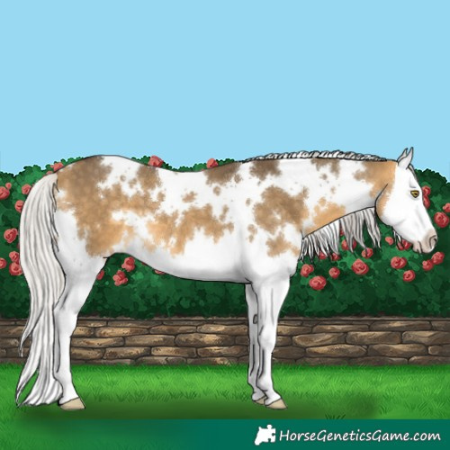 Horse Color:White Spotted Silver Buckskin Dun Splash 