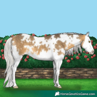 Horse Color:White Spotted Silver Buckskin Dun Splash 