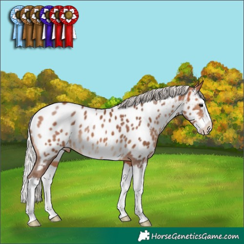 Horse Color:Silver Bay Splash Appaloosa Rabicano 