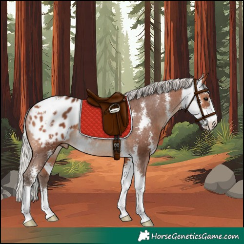 Horse Color:Silver Bay Sabino Appaloosa Rabicano 