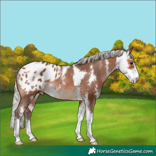 Horse Color:Silver Bay Sabino Appaloosa Rabicano 