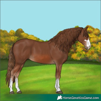 Horse Color:Chestnut 