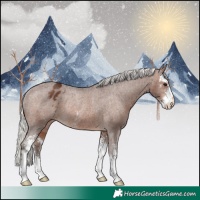 Horse Color:Silver Brown Sabino Appaloosa Rabicano