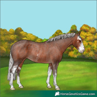 Horse Color:Silver Brown Sabino Appaloosa Rabicano