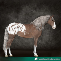 Horse Color:Silver Black Sabino Appaloosa 