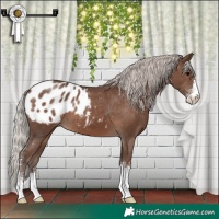 Horse Color:Silver Black Sabino Appaloosa 