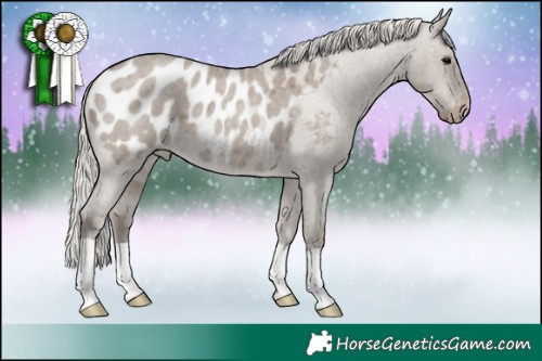 Horse Color:Silver Grullo Roan Appaloosa 