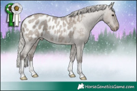 Horse Color:Silver Grullo Roan Appaloosa 