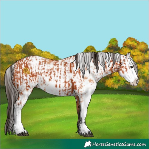 Horse Color:Bay Sabino  and Bay Dun Sabino 