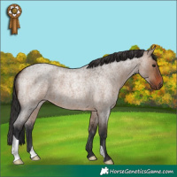 Horse Color:Brown Roan Dun