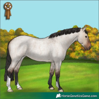 Horse Color:Brown Roan Dun