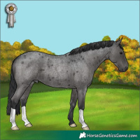 Horse Color:Blue Roan 