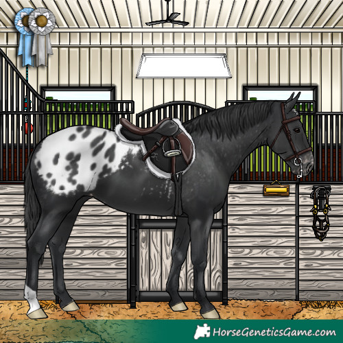 Horse Color:Black Appaloosa 