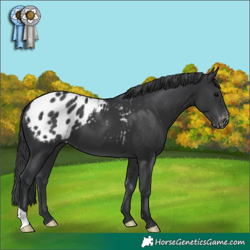 Horse Color:Black Appaloosa 