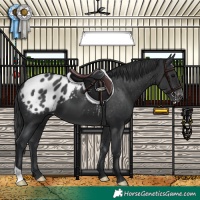 Horse Color:Black Appaloosa