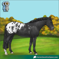 Horse Color:Black Appaloosa 
