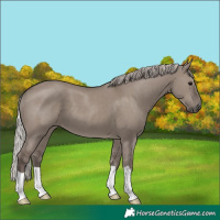 Horse Color:Silver Grullo 