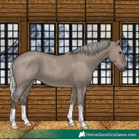 Horse Color:Silver Grullo