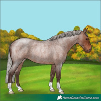 Horse Color:Silver Brown Roan Rabicano 