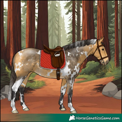 Horse Color:White Spotted Buckskin 
