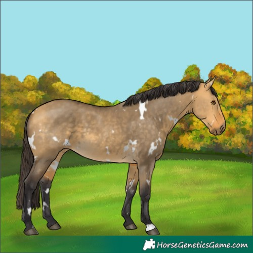 Horse Color:White Spotted Buckskin Dun 