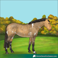 Horse Color:White Spotted Buckskin Dun 