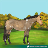 Horse Color:White Spotted Buckskin Dun
