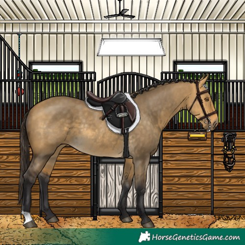 Horse Color:Buckskin Dun Rabicano