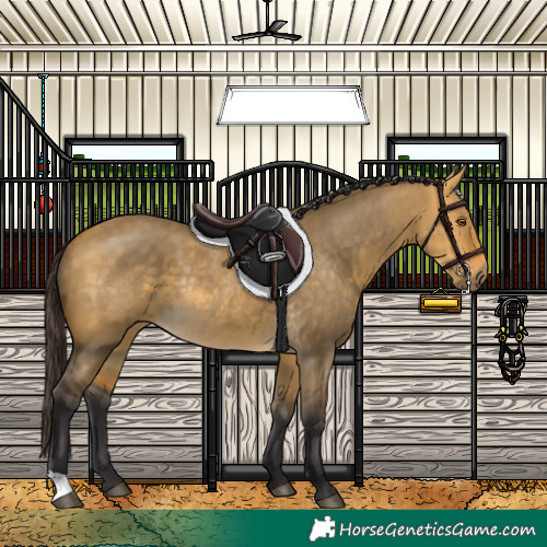 Horse Color:Buckskin Dun Rabicano