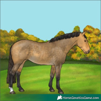 Horse Color:Buckskin Dun Rabicano 