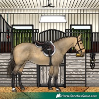 Horse Color:Buckskin Dun