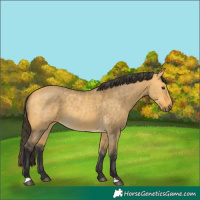 Horse Color:Buckskin Dun