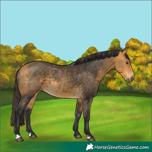 Horse Color:Buckskin Rabicano 
