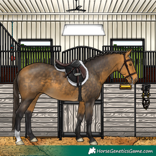 Horse Color:Buckskin 