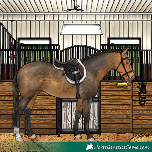 Horse Color:Buckskin 
