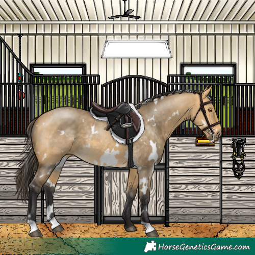 Horse Color:White Spotted Buckskin Dun 