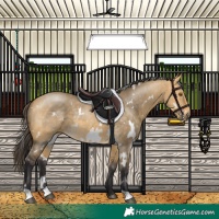 Horse Color:White Spotted Buckskin Dun 