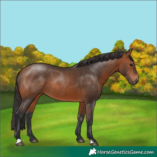 Horse Color:Bay Rabicano 