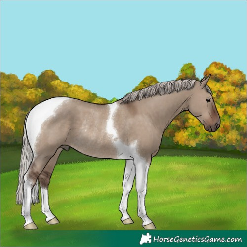 Horse Color:Silver Grullo Tobiano Rabicano 