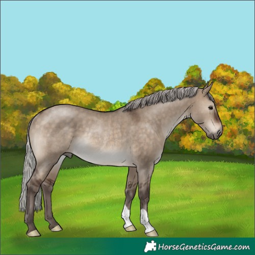 Horse Color:Silver Brown Dun Rabicano