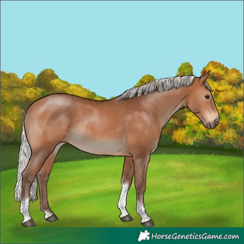 Horse Color:Silver Bay Tobiano Rabicano 