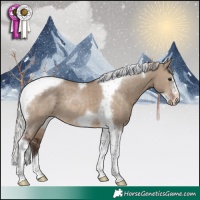 Horse Color:Silver Brown Dun Tobiano Frame Rabicano 