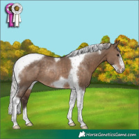 Horse Color:Silver Brown Dun Tobiano Frame Rabicano 