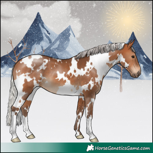 Horse Color:White Spotted Silver Brown 