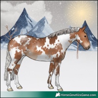 Horse Color:White Spotted Silver Brown 