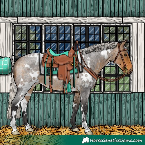 Horse Color:White Spotted Silver Buckskin Roan 