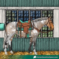 Horse Color:White Spotted Silver Buckskin Roan 