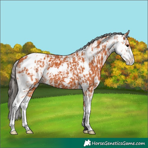 Horse Color:Bay Sabino  and Bay Sabino 